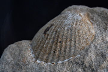 Positive seashell on stone fossil.