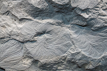 Fossilized seaweed formations in stone.
