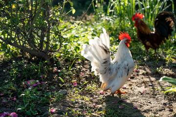 chicken in the grass