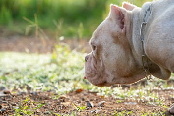 Fototapeta premium American bully exotic dog in garden