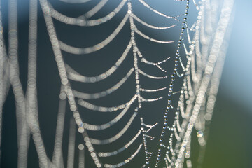 Dew lined up on a spider web.