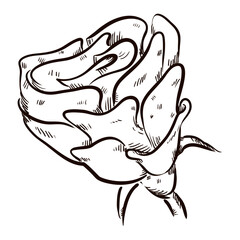 Drawing of a rose with sepals, rose hip and stem, Vector illustration