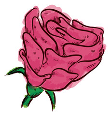 Obraz premium Rose in hand drawn style and painted like watercolor, Vector illustration