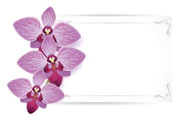Three beautiful orchids next to blank card template, Vector illustration