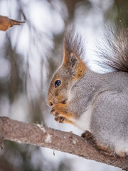 The squirrel with nut sits on tree in the winter or late autumn