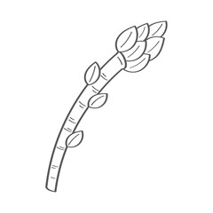 fresh asparagus vegetable hand draw