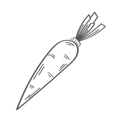 fresh carrot vegetable hand draw