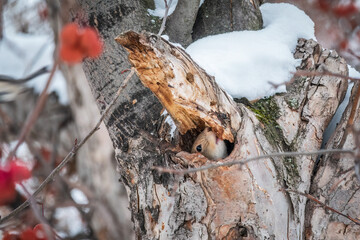 The squirrel sticks its head out of a hole in tree