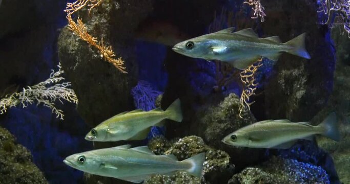European pollock, pollachius pollachius, Fishes Swimming, Real Time 4K