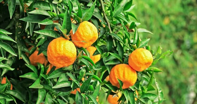 Ripe ugly oranges on the orange tree. Fresh oranges swinging in the wind on the branches.