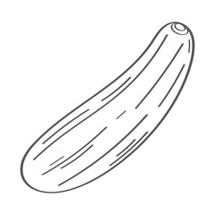 fresh cucumber vegetable hand draw
