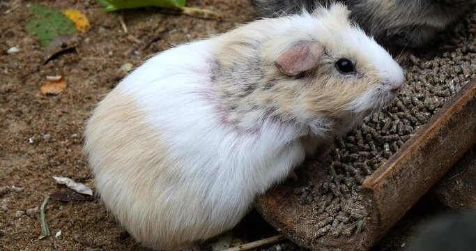 Guinea Pig, cavia porcellus, Adult Eating Food, Real Time 4K