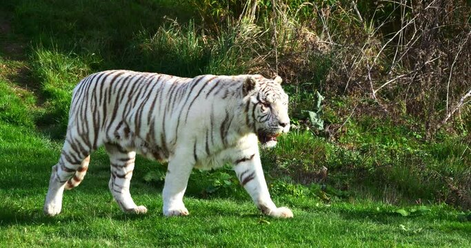 White Tiger, panthera tigris, Adult Walking, Real Time 4K