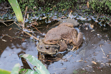 Frogs are members of the amphibian family.