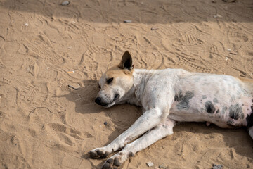 A Stray Dog resting in the heat