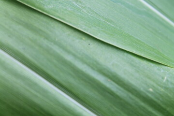 Close up of corn leaf texture