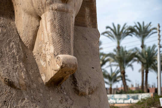 Close up Photo of a beard of a sphinx