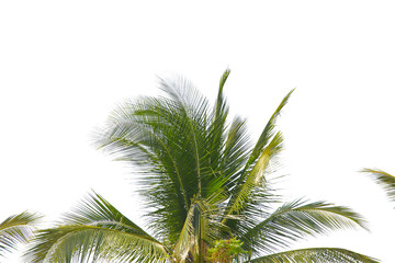 Fototapeta na wymiar green coconut leaf or tree branch isolated on white background.