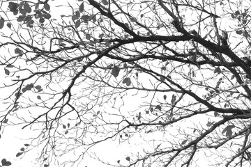 Silhouette tree branch isolated with white background.