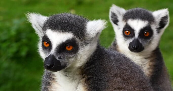 Ring Tailed Lemur, lemur catta. Portrait of Adults, Real Time 4K
