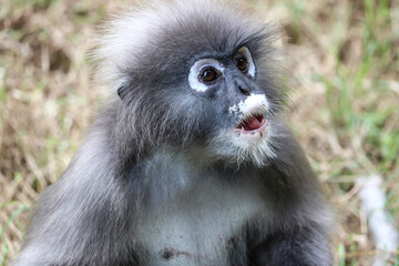 Fototapeta premium Goggle dusky leaf monkey (Trachypithecus obscurus) closeup. Funny Spectacled Langur.