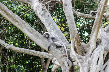 Cute adult dusky leaf monkey (Trachypithecus obscurus) sits on a tree waiting for a treat from people.