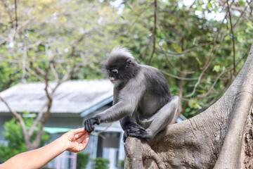 Feeding wild cute dusky leaf monkey (Trachypithecus obscurus). Wild primate danger concept.
