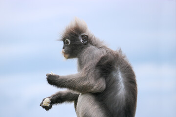 Shaggy cute dusky leaf monkey (Trachypithecus obscurus) took out boiled rice from the dustbin and eats it.