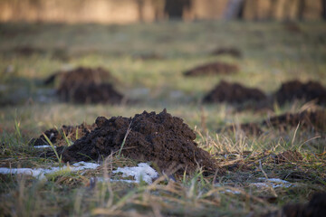 Molehills or mole mounds in the meadow during winter