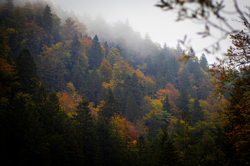 autumn forest in the fog