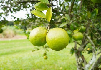 Limes on a Tree