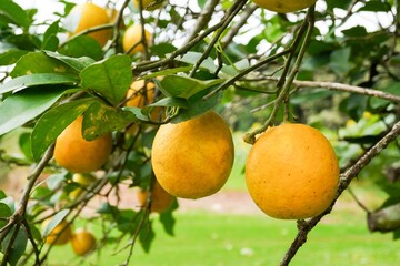 Oranges on a Tree