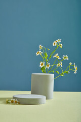 Circle and cylinder podiums or pedestals with Feverfew flowers (Tanacetum parthenium). light blue...