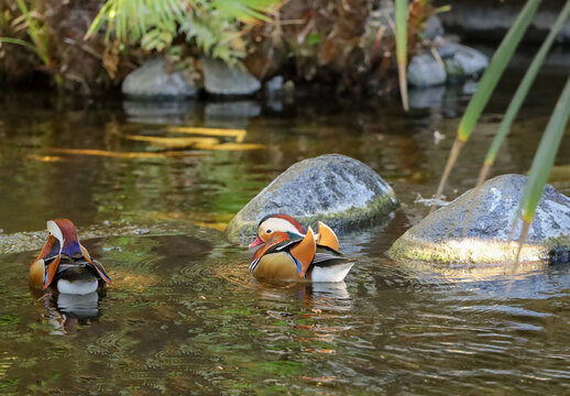 Two male mandarin ducks swimming in a pond.