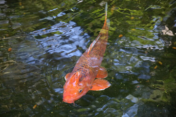 An orange koi carp with dark gray scales swimming in a pond.
