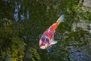 Fototapeta na wymiar A white and red koi fish with black spots swimming in a pond.