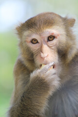a Wild macaques at Kam Shan Country Park, hk