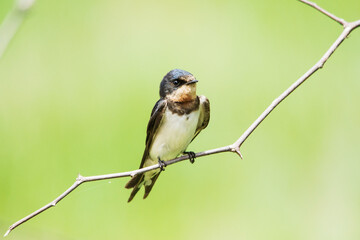 A bird resting on a branch
