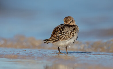 Dunlin - young bird at a seashore on the autumn migration way