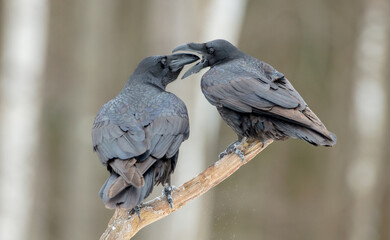 Common Raven - two birds in winter at a wet forest