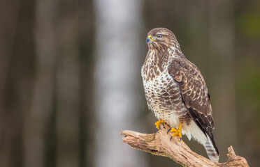 Common Buzzard in winter at a wet forest