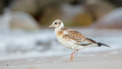 Black-headed Gull - juvenile bird on a sea cost 