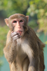 a Wild macaques at Kam Shan Country Park, hk