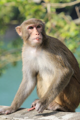 Naklejka na ściany i meble a Wild macaques at Kam Shan Country Park, hk