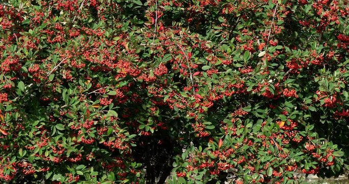 Branches of Cotoneaster with Red Berries, Normandy in France, Real Time 4K
