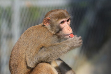a Wild macaques at Kam Shan Country Park, hk