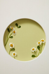 Top view of white geometric podium and fresh feverfew (tanacetum parthenium) on light green...