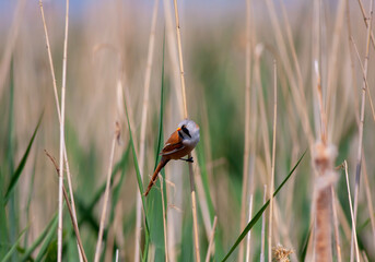 little bird watching on the grass, Yellow Wagtail, Motacilla flava