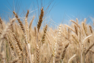Close up of ripe golden wheat ears at wheat field or barley farming before harvesting, agriculture background.