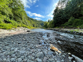 Dog sitting on rocks along a water stream on a sunny day with trees and bushes in the background in...